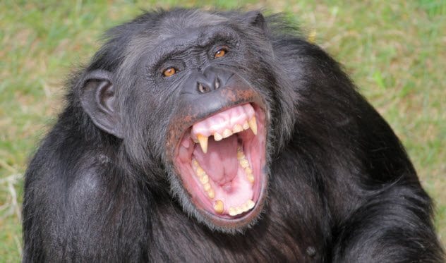 6a angry chimp 122203715