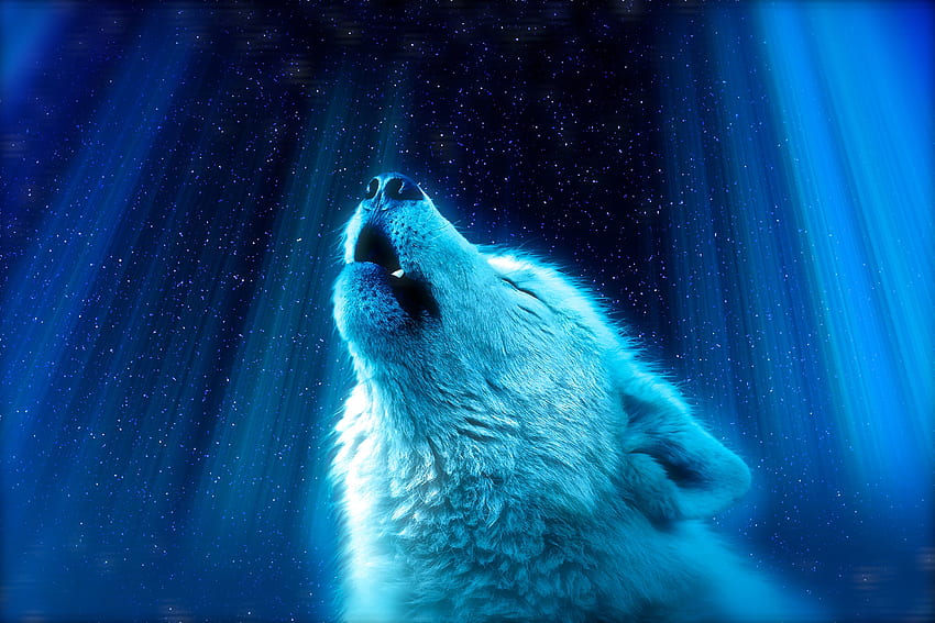 Desktop wallpaper animals predator wolf howl