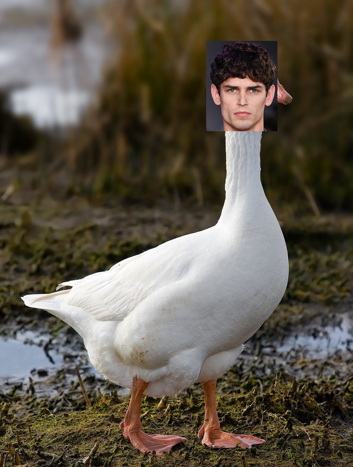 Domestic Goose