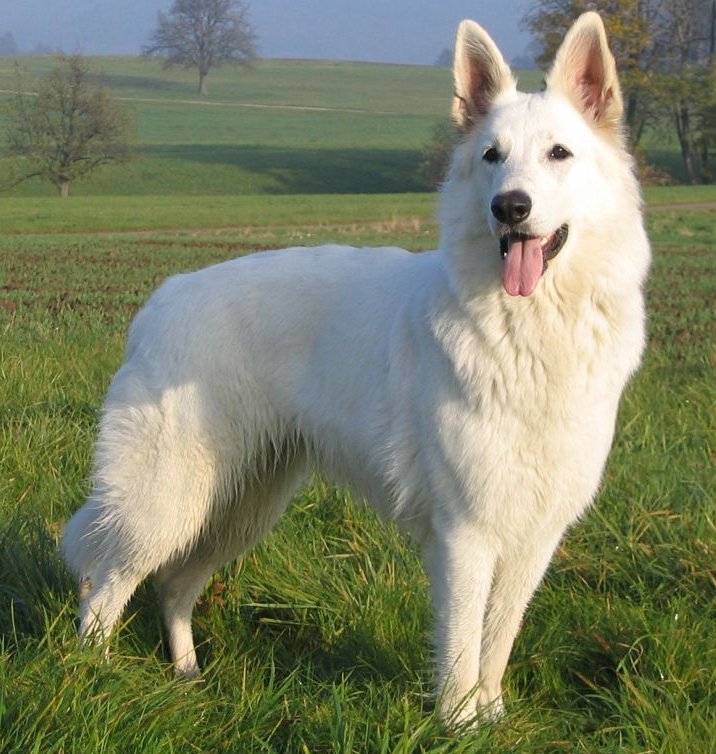 Sheba of White Starlight part
