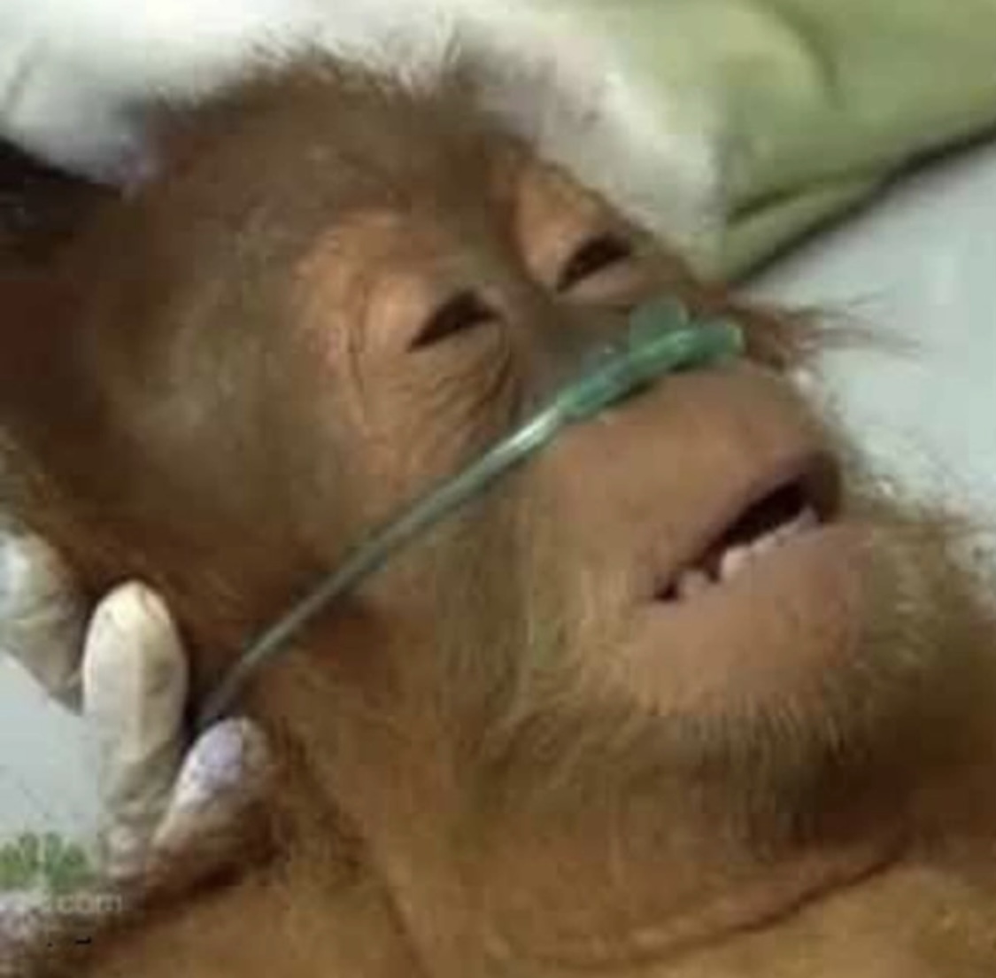 F2D8C8FF 932C 4F0C A416 07311610558E