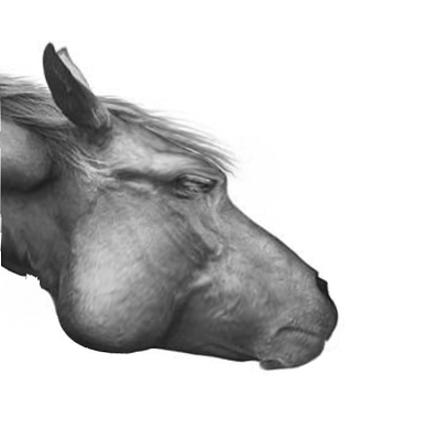 Horse forwardgrowth