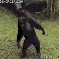 Giphy