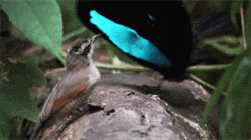 Dancing bird
