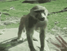 Kiss my butt monkey
