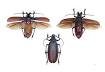 image of Titan beetle