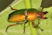 image of Stag beetle