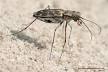 image of Tiger beetle
