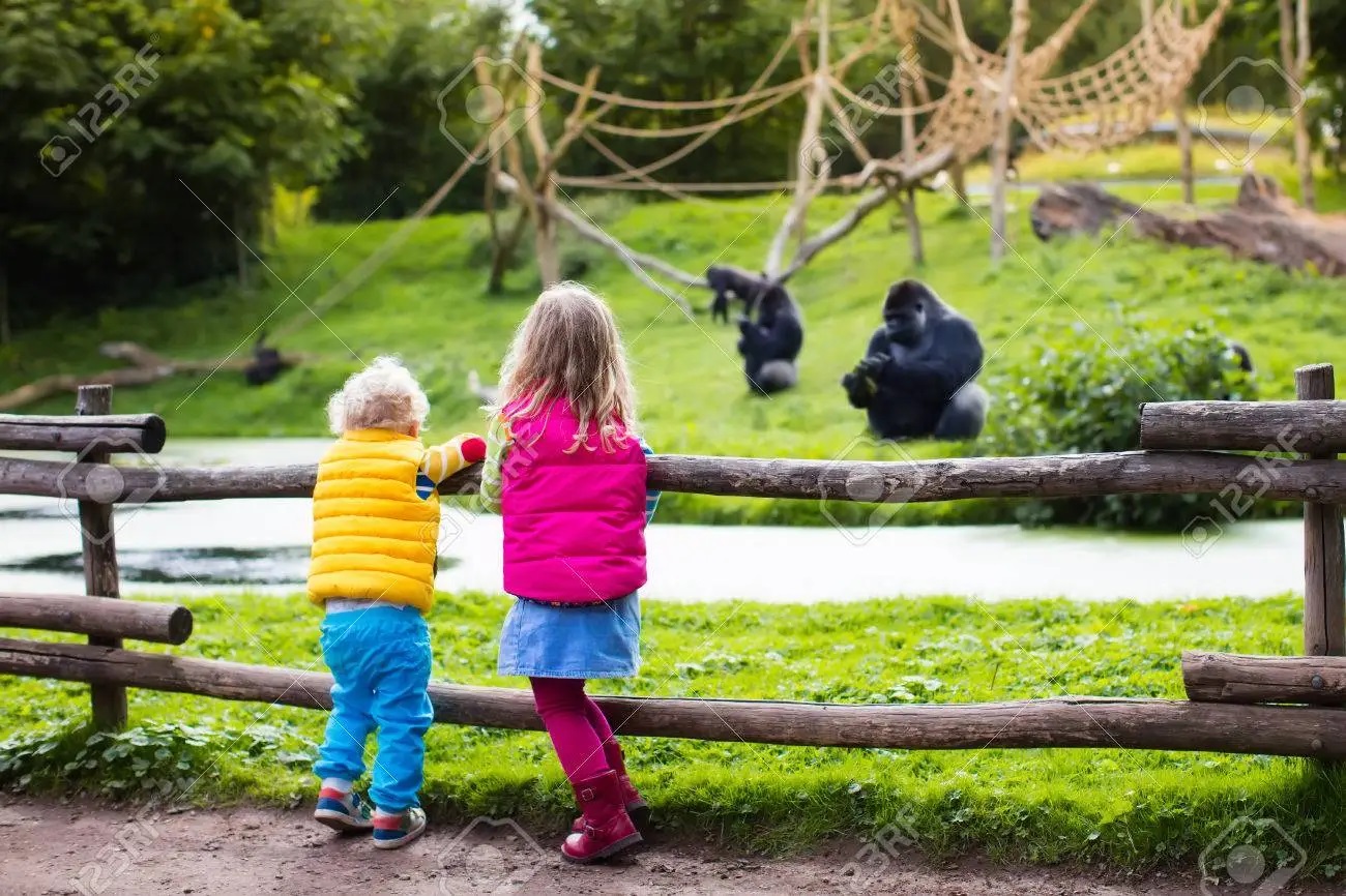 60323036 two little kids boy and girl watch monkey show in the zoo on a cold autumn day childr