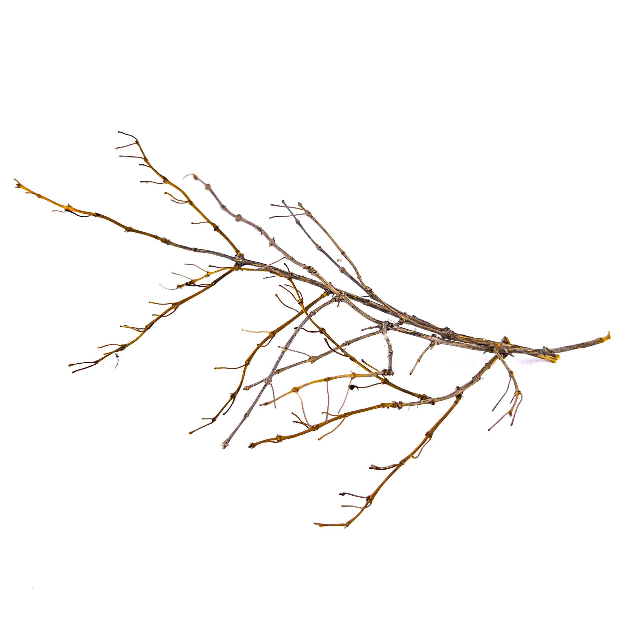 Bush honeysuckle twigs blackwater aquarium 2400x