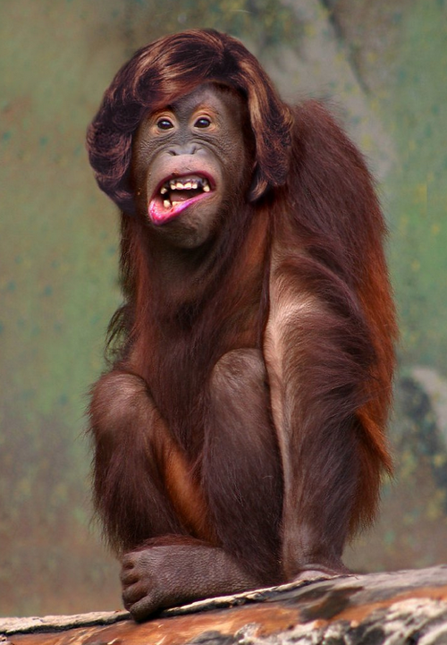 Monkey20wig