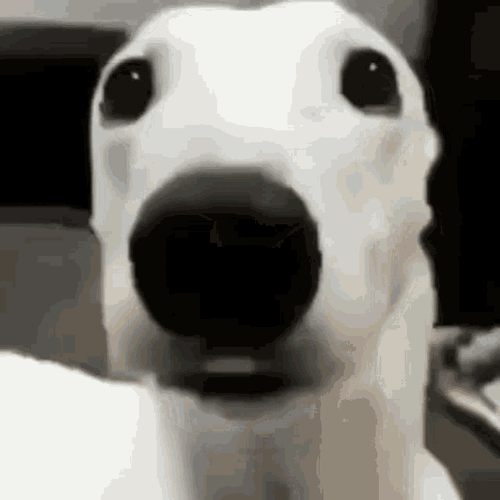 794B4E35-370B-4110-9BBD-004F88E16B28.gif