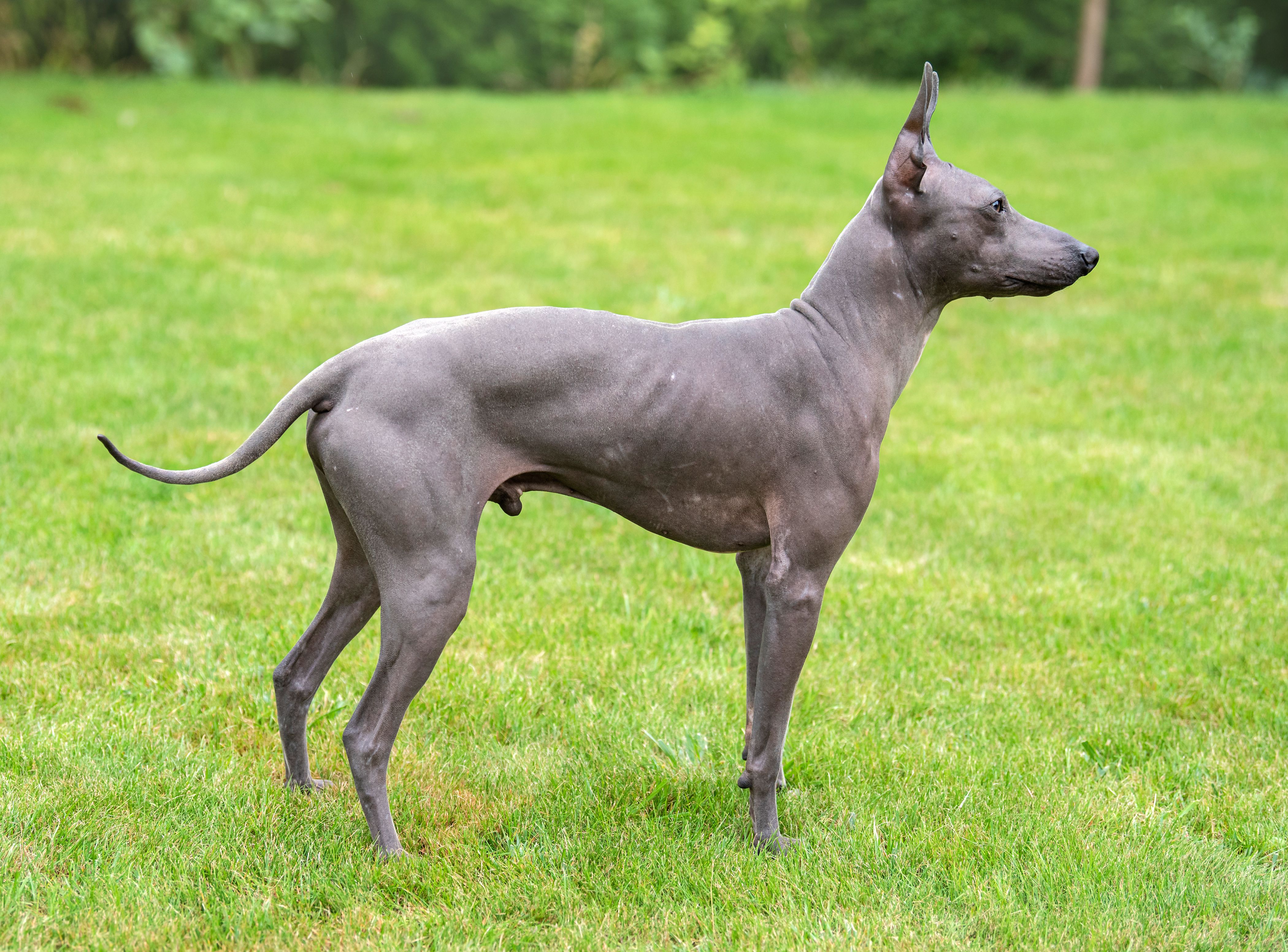 Hairless dog breeds 4801015 hero 38f7eeaf48674e1189d280e4fe738a56