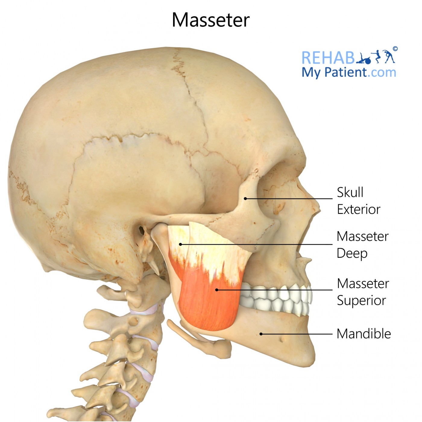 Masseter 1