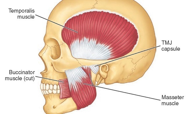 Masseter muscle