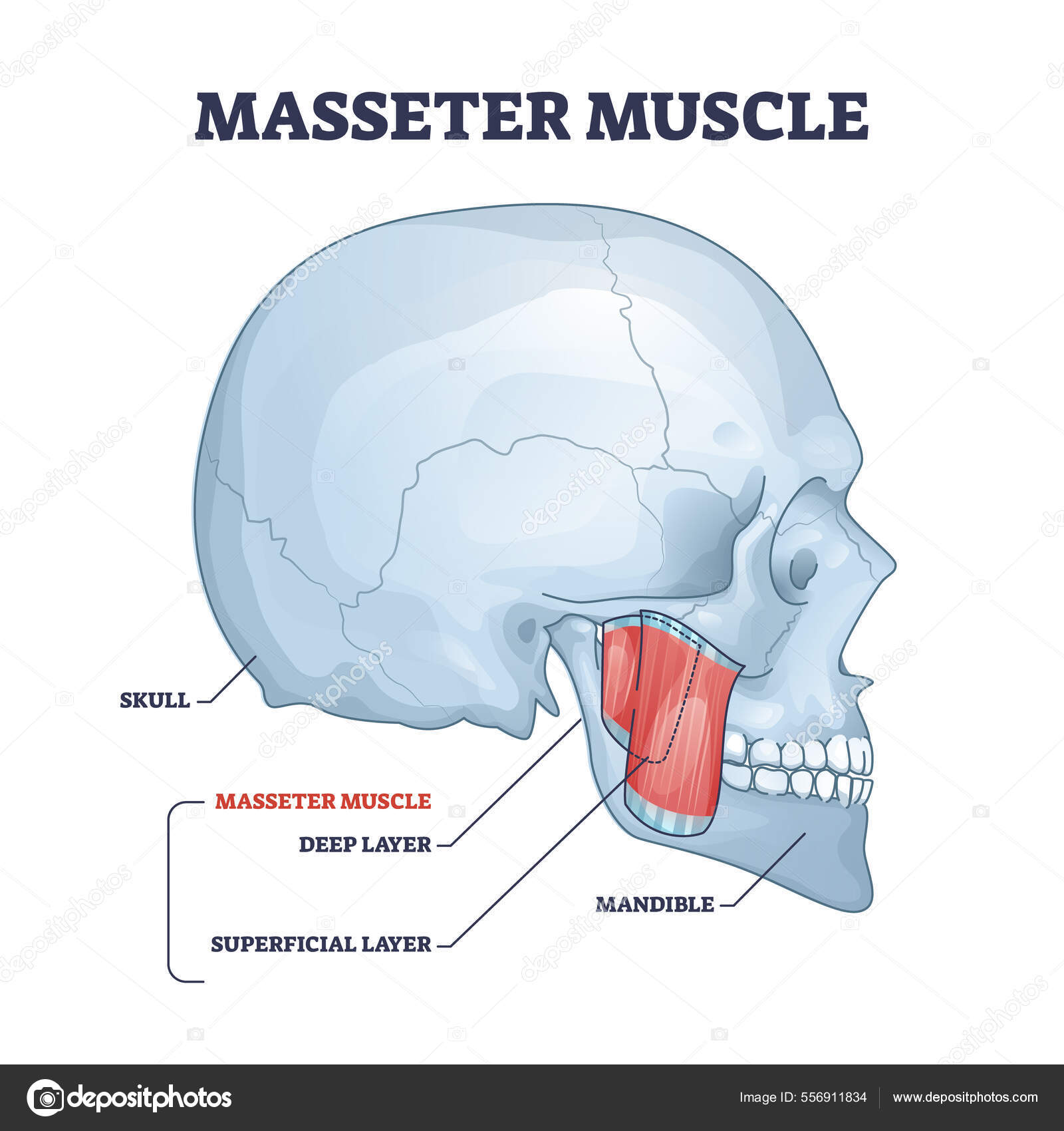 Depositphotos 556911834 stock illustration masseter muscle as mastication anatomical