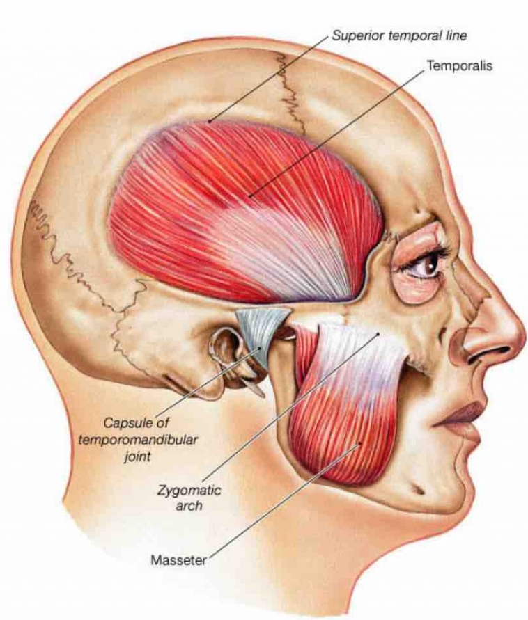 Screenshot 2023 04 03 at 23 06 35 TMJ muscles Pterygoids Web 1536x894 JPEG Image 1536  8