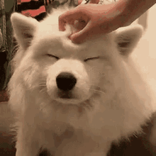 Pet dog