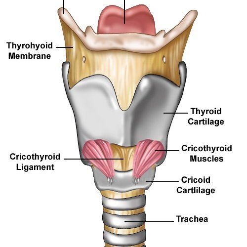 Anterior view of larynx Q640