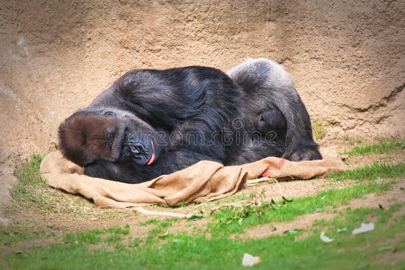 Black fur gorilla sleeping sun blanket tired los angeles zoo burlap 172942852