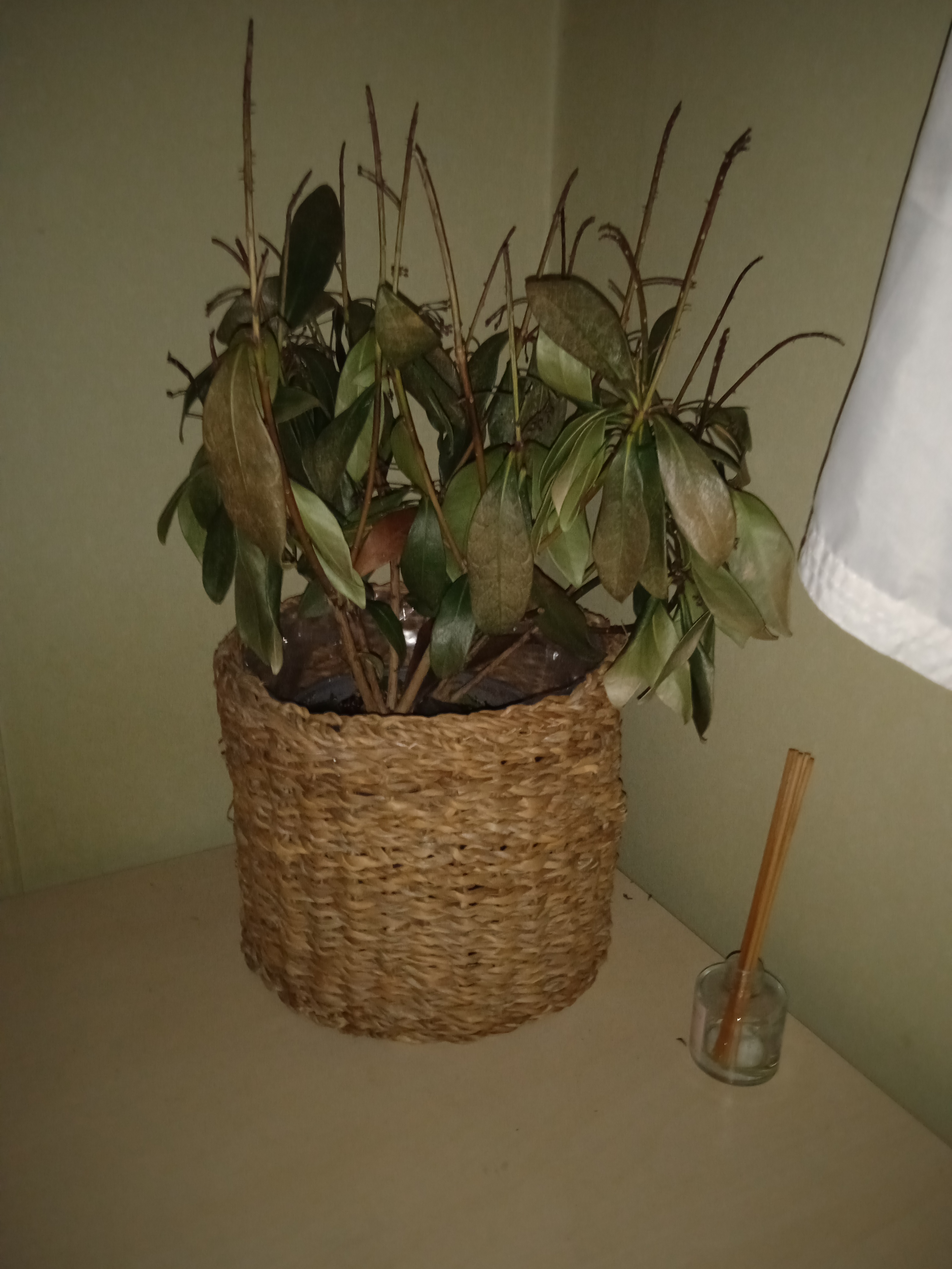 IMG 20230411 044928