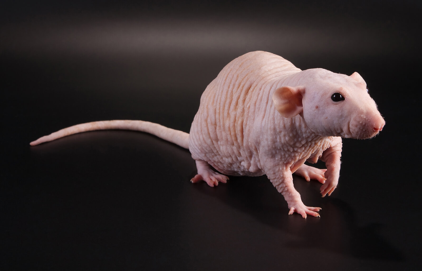 326443 1600x1030 hairless pet rat facts