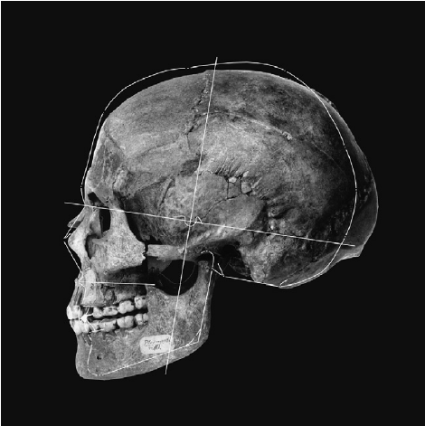 Illustration of the size and shape differences between a fossil photograph of skull P10