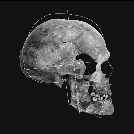 Illustration of the size and shape differences between a fossil photograph of skull P1 Illustration of the size and shape differences between a fossil photograph of skull P1