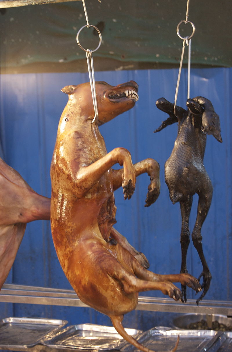 Dog on a stick