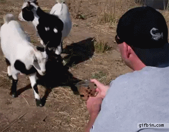 Giphy