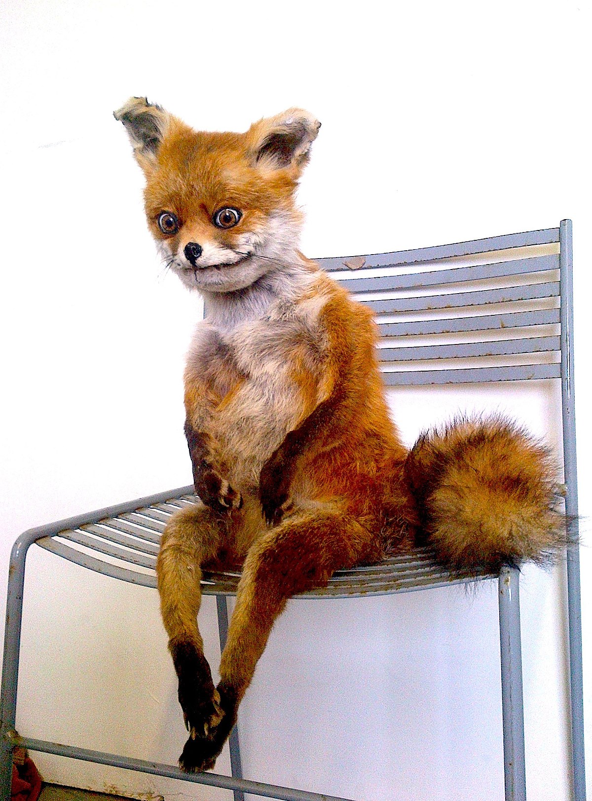 1200px Stoned Fox