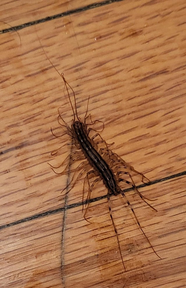 2nd ugly bug ive found ct v0 vxn6sv5hmte91 2nd ugly bug ive found ct v0 vxn6sv5hmte91
