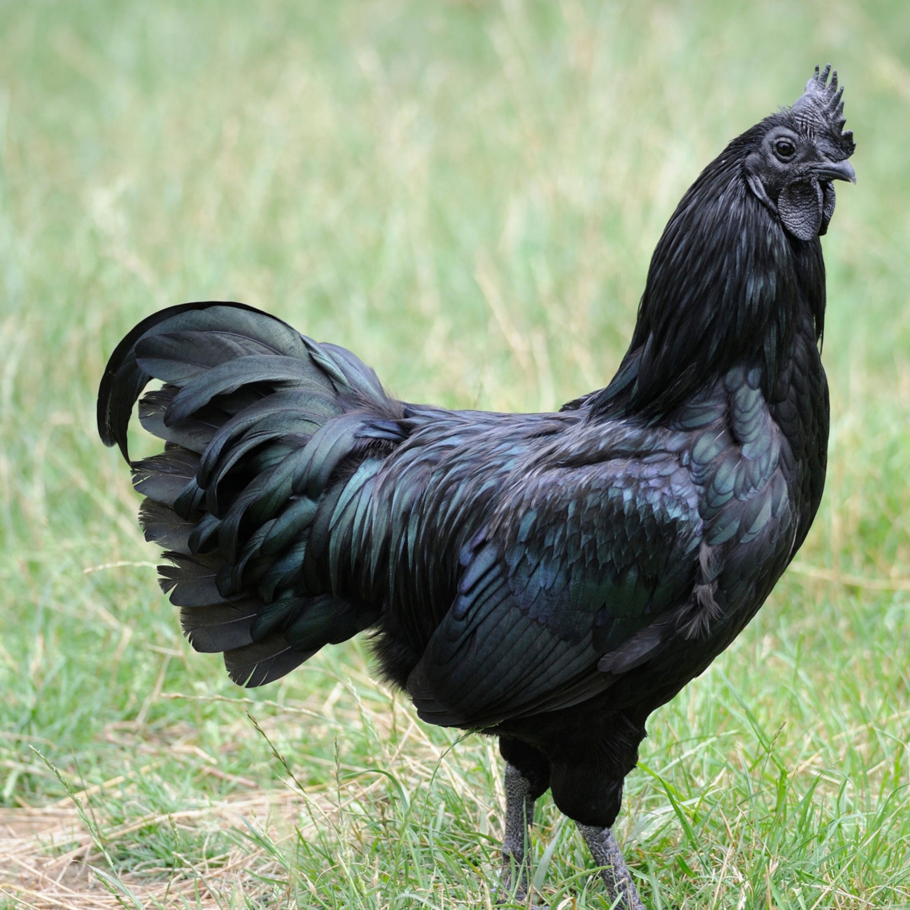 01 chicken breed black jr2m68 square