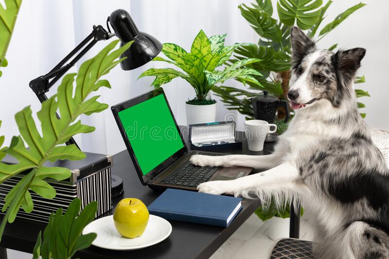 Dog sits chair desk front computer screen solid green ready to be designed there sitting lapto
