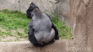 Orangutangs