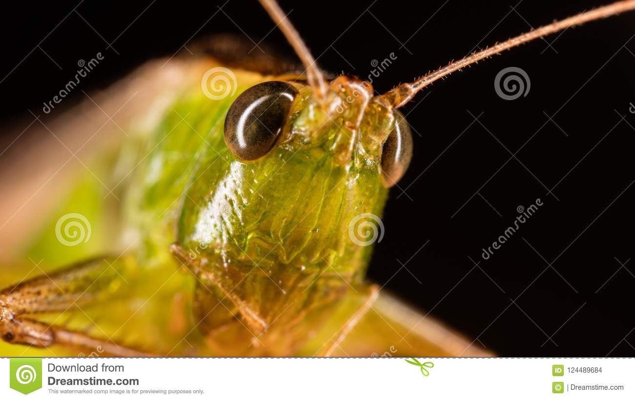 Macro closeup green cricket macro closeup green cricket eyes detail 124489684