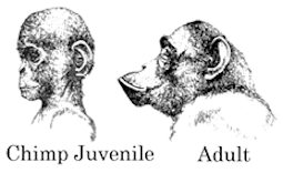Neoteny chimps