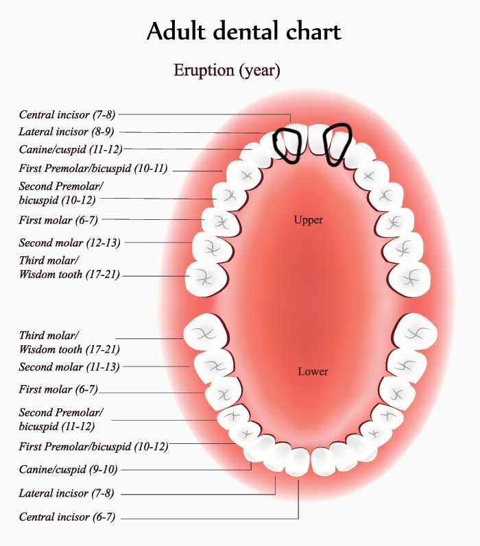 Adult dental chart