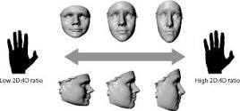 Prenatal sex hormones, digit ratio, and face shape in adult ...