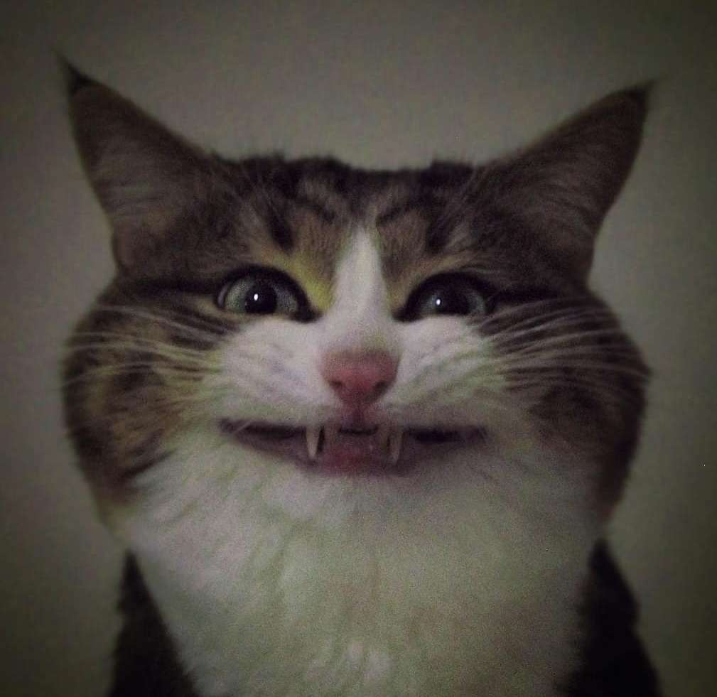 Psychocat