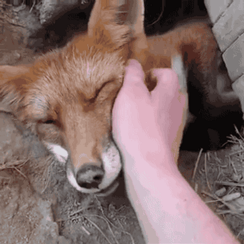 Human hand rubbing cute fox s face ub3z1ijidrquljbx