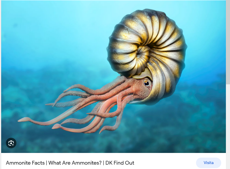 Screenshot 2023 05 23 at 00 27 55 ammonites   Ricerca Google
