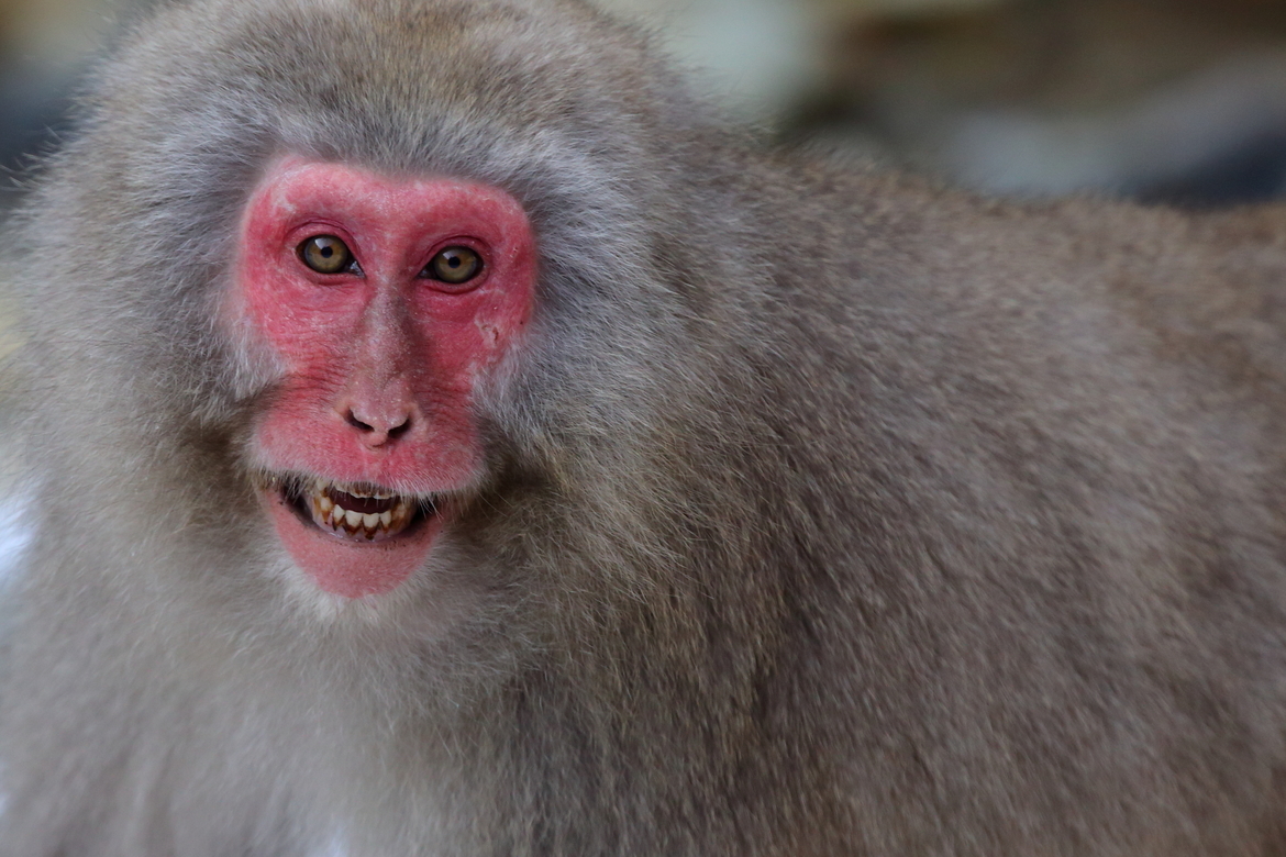 3404747 sized 259Mo Monkey