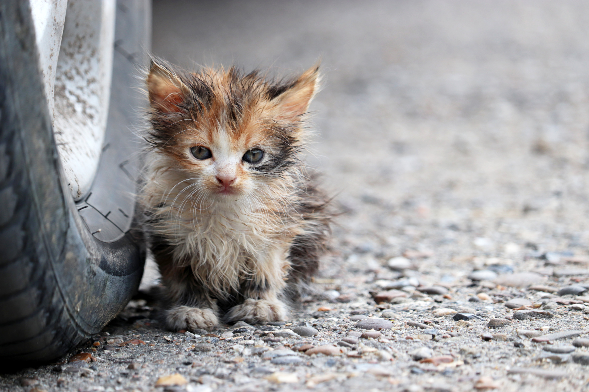 Kitten homeless