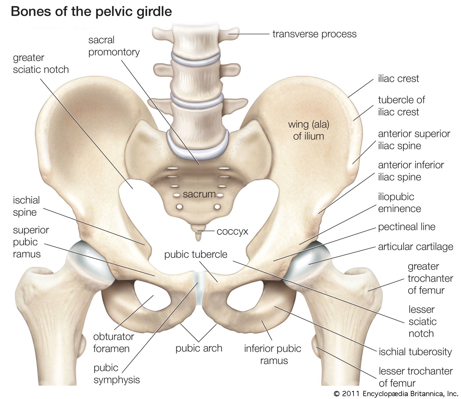 Bones girdle
