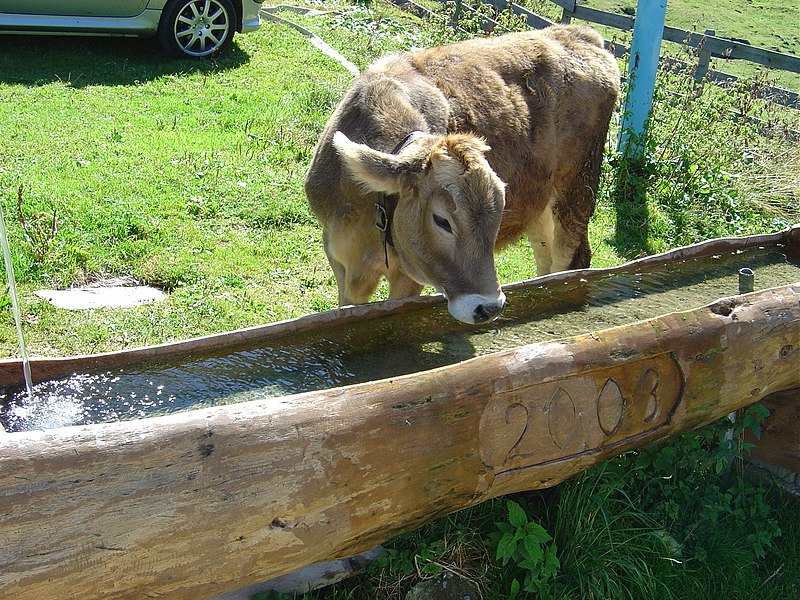 Kuh Wassertrog