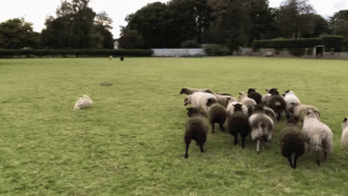 Sheep dog