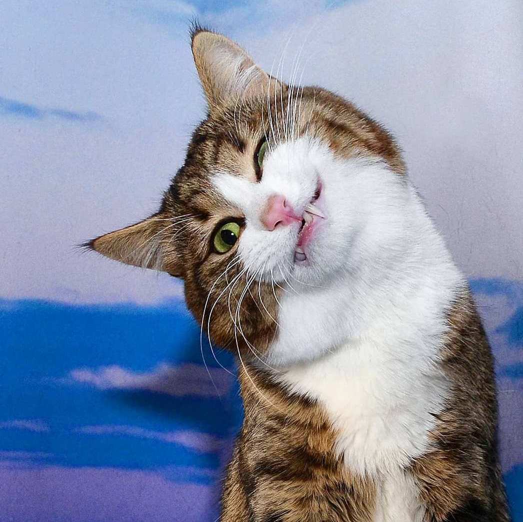 PSYCHOCAT 2