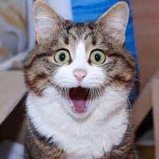 PSYCHO CAT 5 WOW
