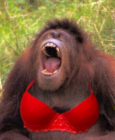 Cc39f82c01359d4a3c18e350f613dcf2  victoria secrets monkey business